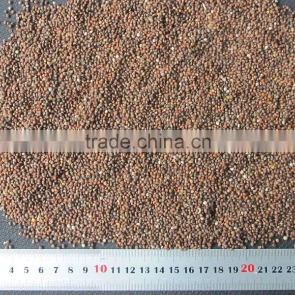 Brown Perilla Seeds Red Perilla photo-4