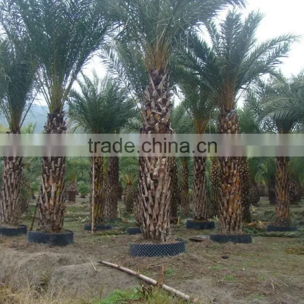 Hot Wholesale Outdoor Ornamental Decrotive Landscaping Phoenix Sylvestris Palm Trees Plants photo-3