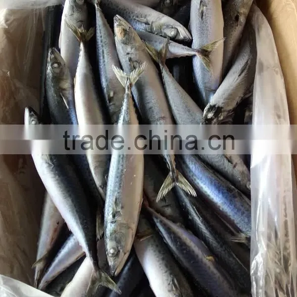 EEC,HACCP Certification and Whole Part Frozen Mackerel Scomber Scombrus photo-4