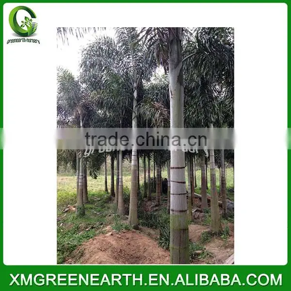 Wodyetia Bifurcata - Foxtail Palm (6) photo-3