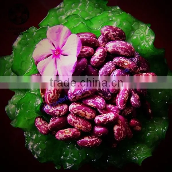 New Crop Bulk PSKB Beans photo-3