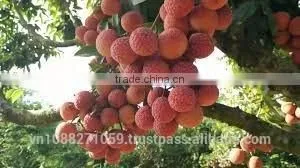 Canned Fresh Lychee in Syrup - 30 oz Tin (850ml x 12 Tins) photo-2