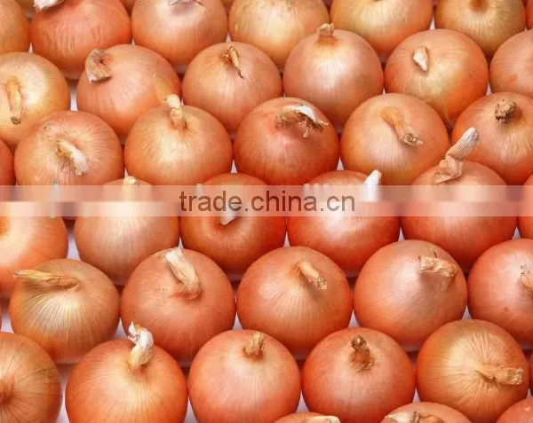Engineers Available to Service Machinery Overseas After-sales Service Provided and Stripper Type Onion Peeling Machine photo-6