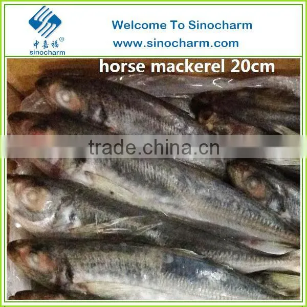 IQF Whole Round Horse Mackerel