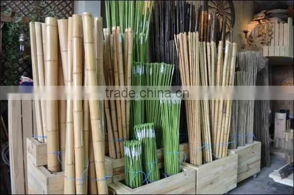 Phyllostachys Heterocycla (Carr.) Mitford Cv. Pubescens & Bamboo photo-4
