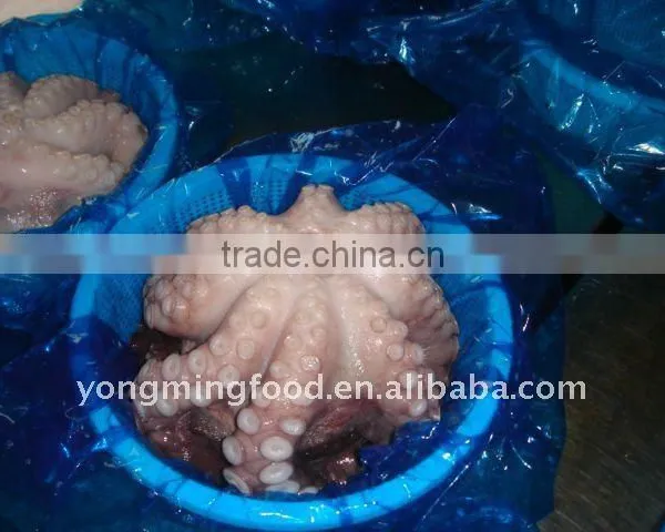 Frozen Octopus IQF Vulgaris