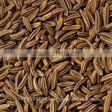 Caraway Oil