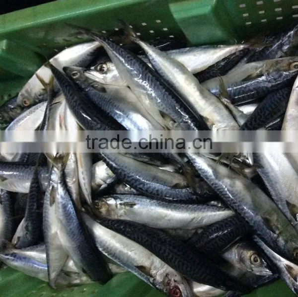 Pacific Mackerel photo-2