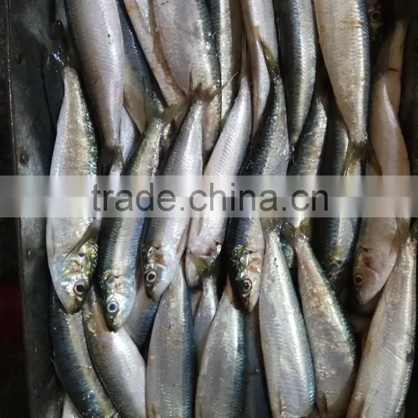 High-quality Sardine For Bait on Sale photo-3