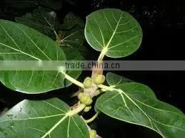 FICUS BENGALENSIS photo-2