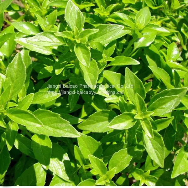 Factory Supply Basil Oil Body Skin Care Basil Essential Oil photo-3