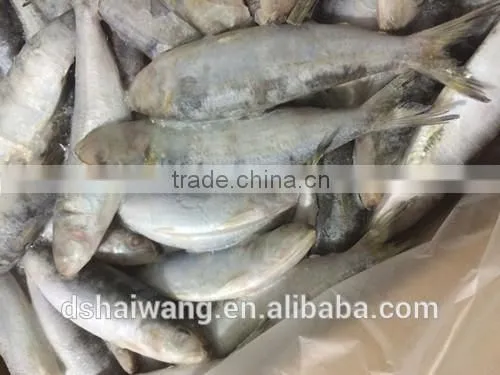Land Frozen Whole Sardine From China photo-4