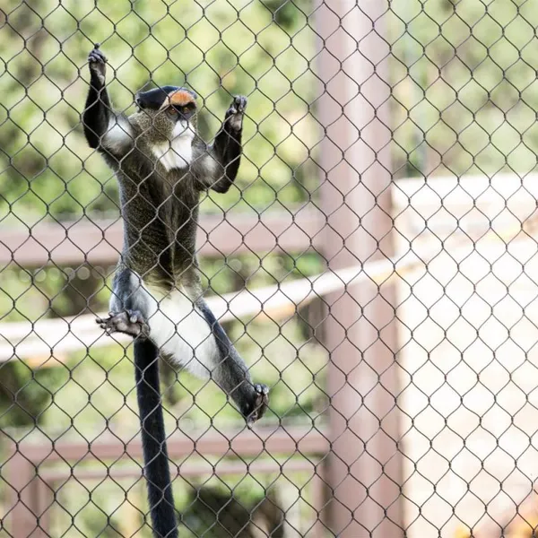 SS 304 SS316 Zoo Cable Mesh Animal Enclosure Mesh / Monkey Enclosure Mesh Stainless Wire Rope Mesh Factory Customized Production photo-2