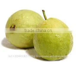 Pink ,White Guava Export in India photo-3