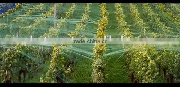 Stretched Plastic Fruit | Tree Protect Antibird Nets photo-2