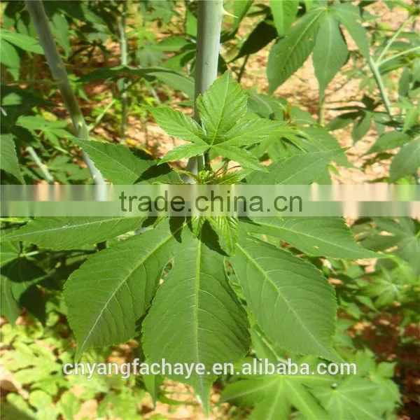 Organic Certified Sweet Green Tea photo-5