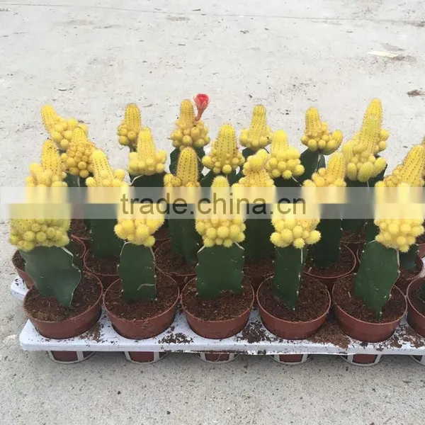 Indoor Cactus Plants for Classroom photo-5