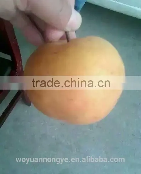 Pear