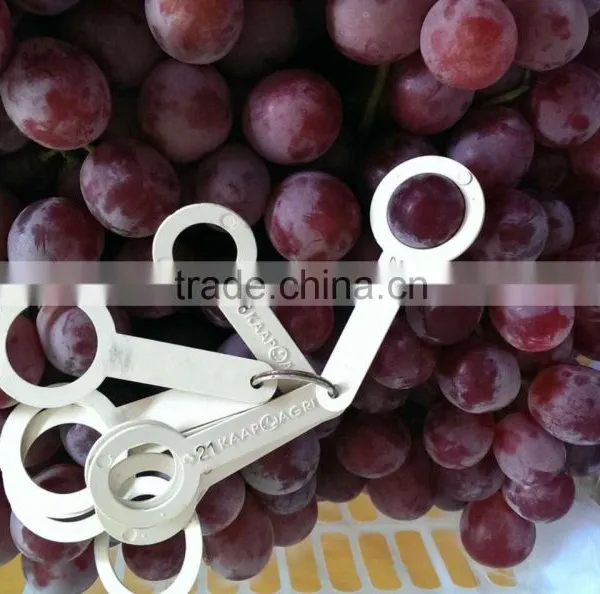 2014 New Crop Red Globe Grapes photo-3