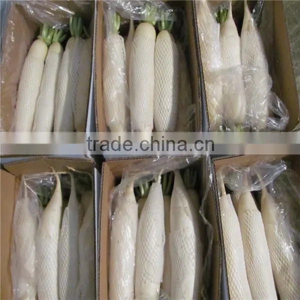 Fresh Vegetables Fresh Raddish Exporter photo-6