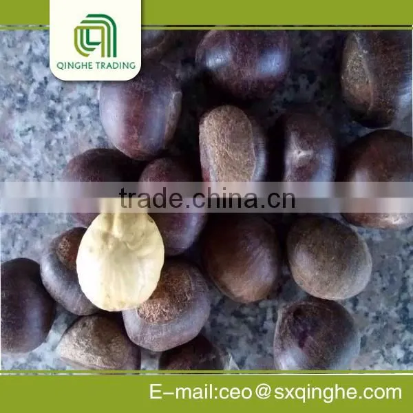 Fresh Chestnut Insell for Wholesales photo-3