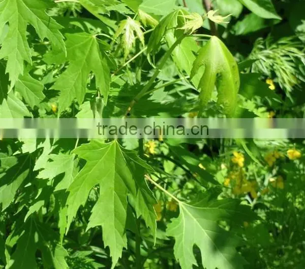 Sugar Maple Seedling photo-5
