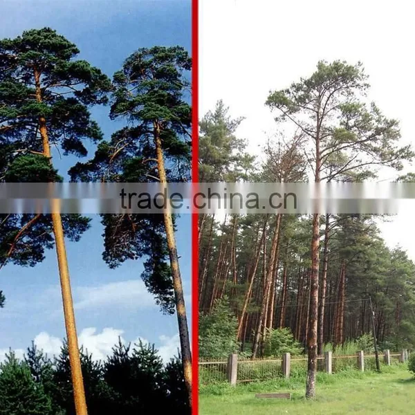 Changpai Scotch Pine Seedling photo-5