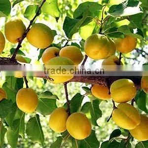 Fruit Tree Seedling photo-2