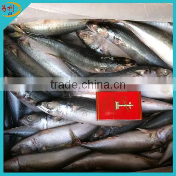 Supply Frozen Mackerel Fish With Low Price photo-2