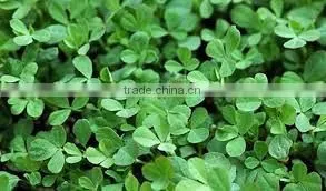Fenugreek Oil photo-3