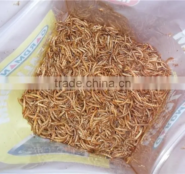 First Grade Chicken Feed Mealworms, Mealworms High Protein Bird Food photo-5