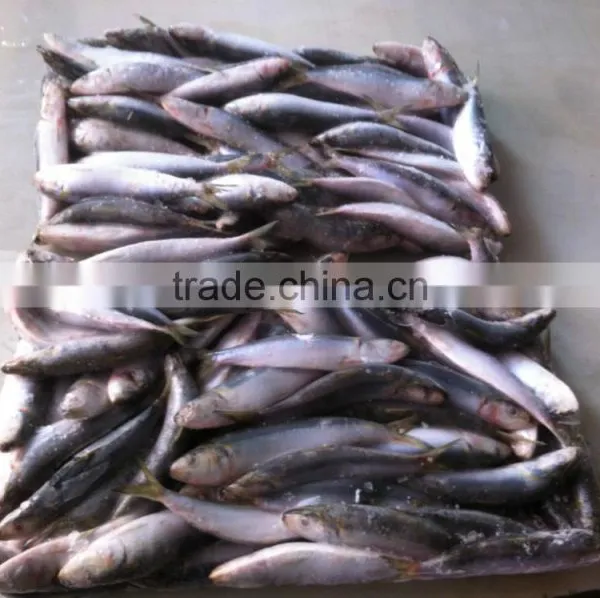 Sardine photo-6