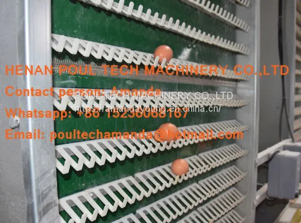 South Africa Chicken Farming Hot Galvanized Cage A Type Battery Laying Egg Chicken Cage & Chicken Coop & Hen Cage With 120 Birds photo-2