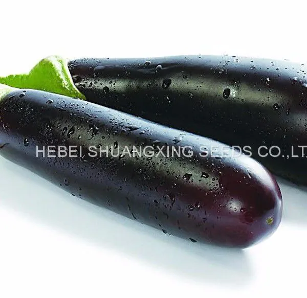 High Yield New-bred Hybrid f1 Eggplant Seeds SXE No.5 photo-4