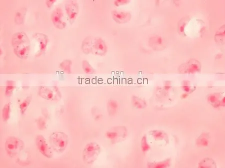 Animal Histology Slides,teaching Slides photo-2