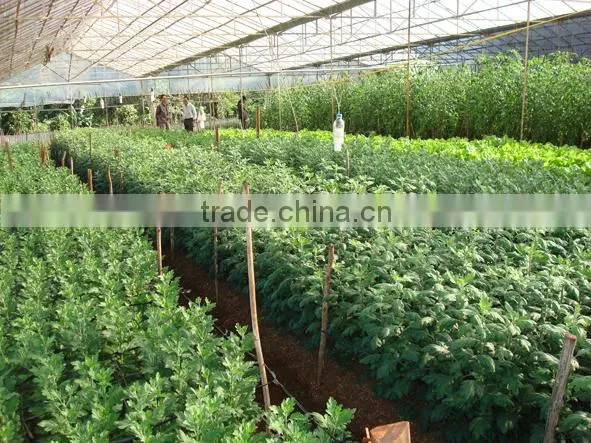 Greenhouse Film photo-4