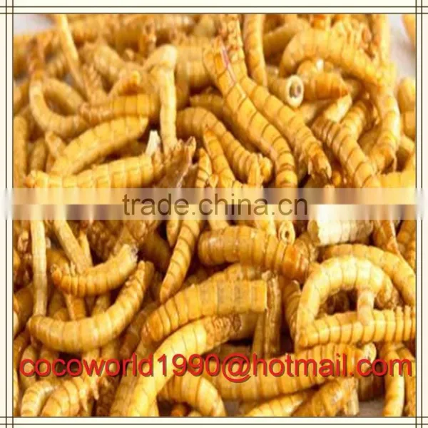How to Feed Mealworms/mealworms Wholesale/culturing Mealworms photo-5
