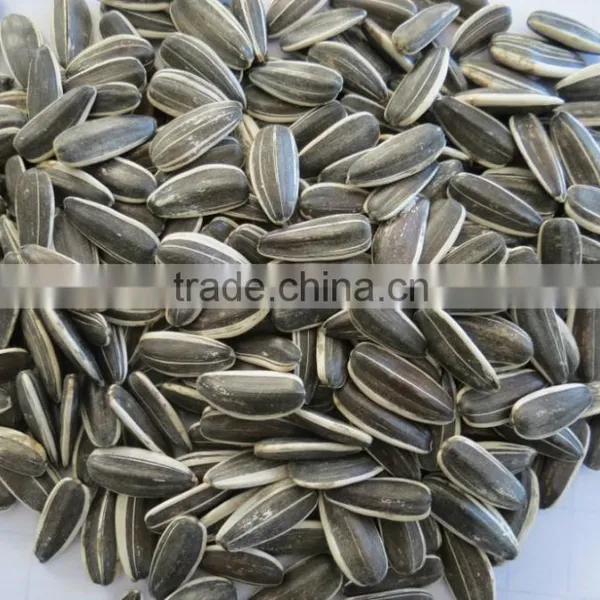 Sunflower Seeds Oil Seeds 5009/363/3638 photo-4