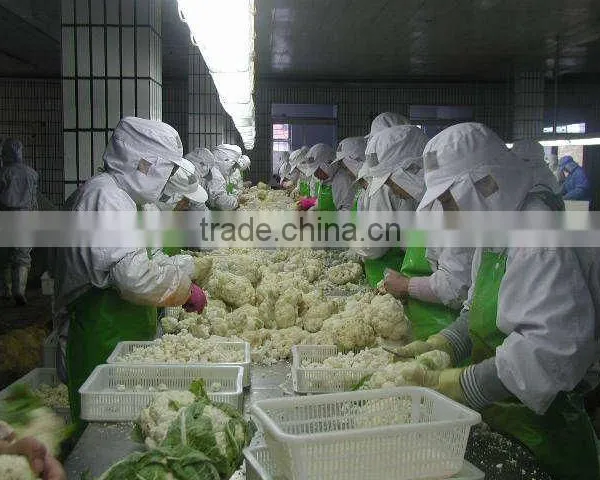 New Corp IQF Fresh Frozen Cauliflower photo-2