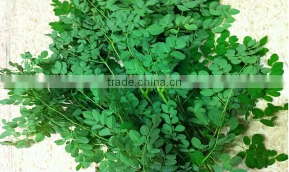 Organic Moringa Leaf Powder Wholesale ( Skype: Liu.diana 79, Whatsapp: +861502902563) photo-3