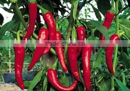 Chili Multiple Layer Continuous Type Mesh Belt Dryer photo-6
