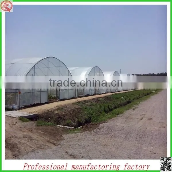 Arched Type Commercial Plastic Film Greenhouses for Tomatoes photo-3