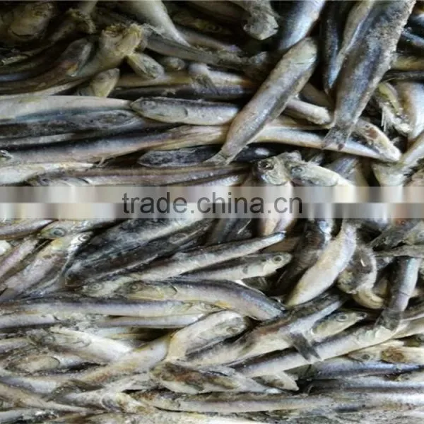 2016 High Quality Sea Frozen Anchovy photo-4
