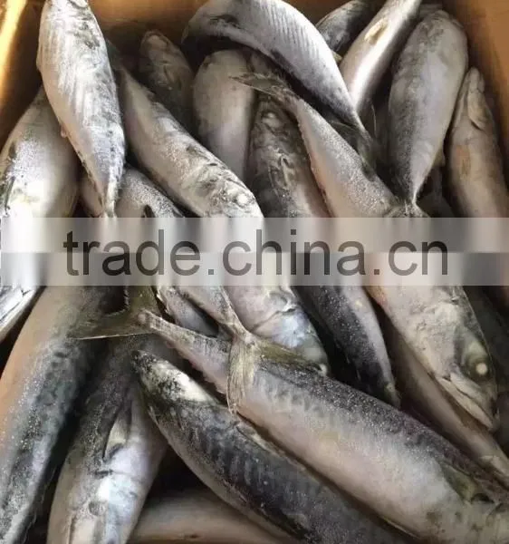 2016 NEW HOT SALE SHIPFROZEN &SeaFrozen Pacific Mackerel 200-300g photo-6