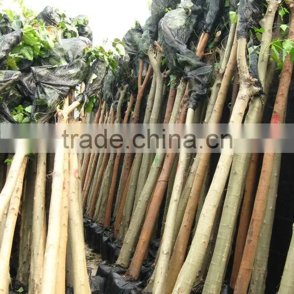 Ficus Religiosa Packed for Shipment photo-6