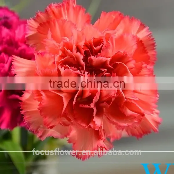 Decorative Flowers Mastor Carnation Flower High Grade Fresh Cut Flowers Wholesale From China Supplier photo-5