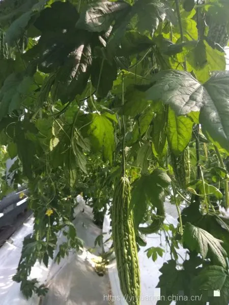 Anti-virus Disease High Yield Hybrid Long Bitter Melon Gourd Seeds No.76 photo-3