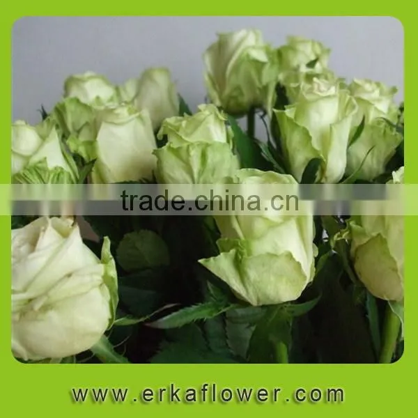 Wide Varieties Newest Fresh Climbing Roses photo-2