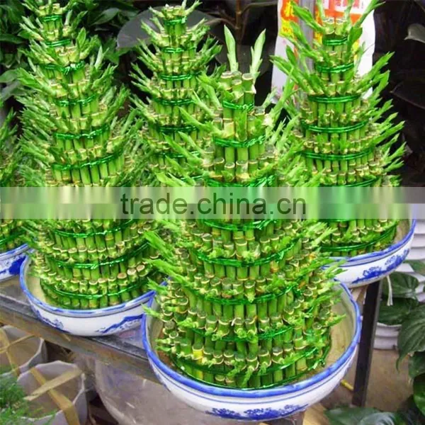 Aquatic Lucky Bamboo Decoration Wholesale photo-5