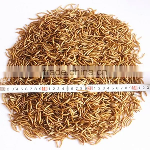 High Nutrition Dried Mealworms for Poultry Feed